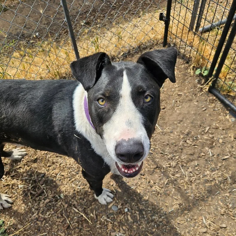 Dwayne "the Rock" Johnson