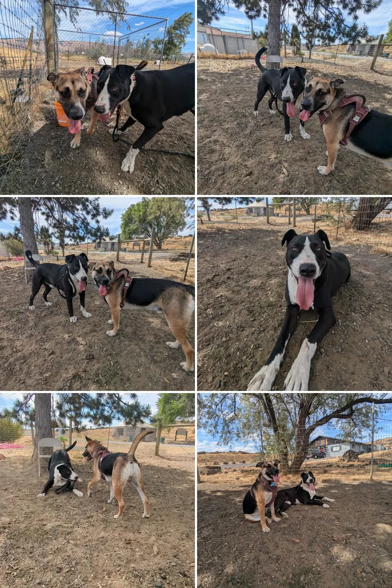 Dwayne "the Rock" Johnson thumbnail 2