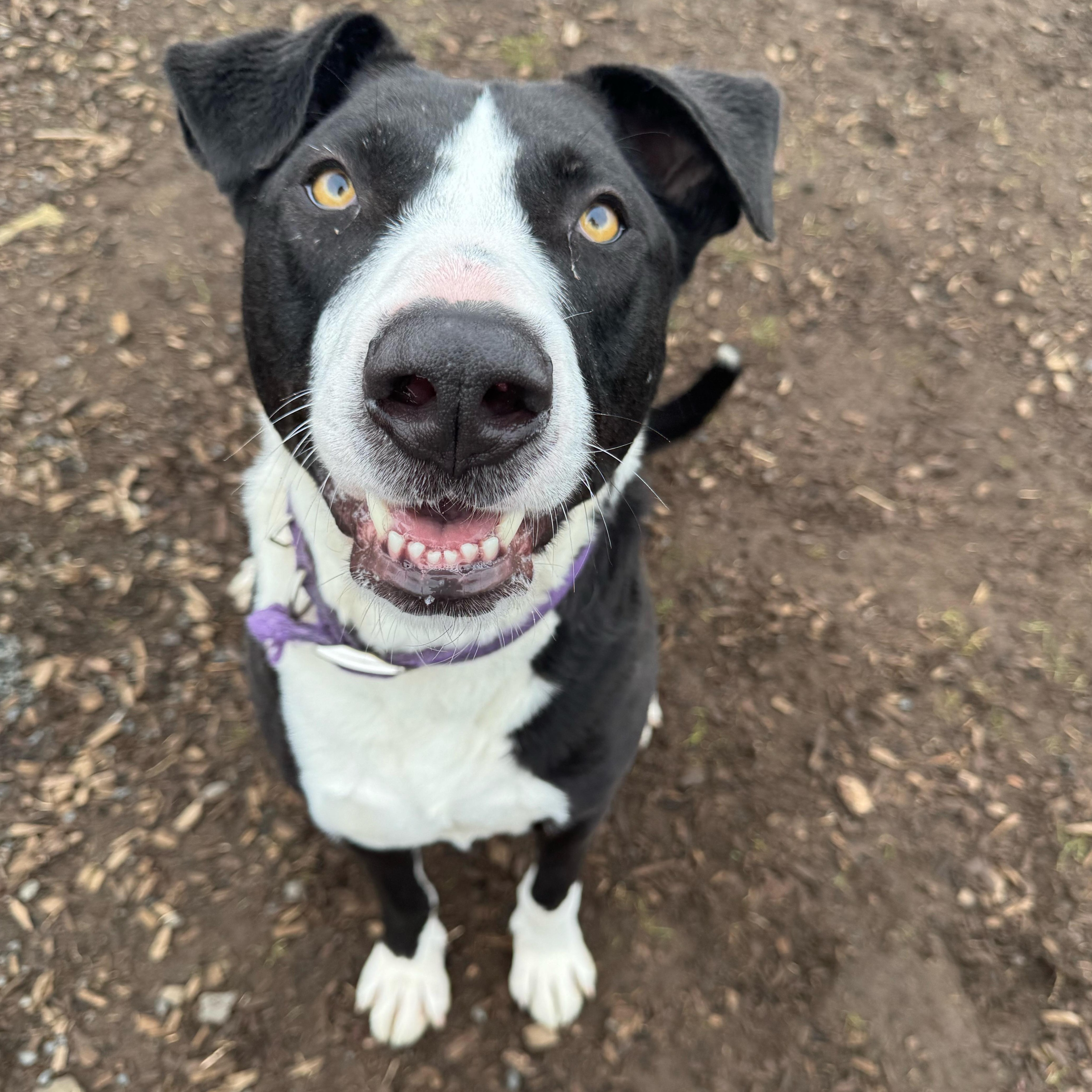 Dwayne "the Rock" Johnson thumbnail 3