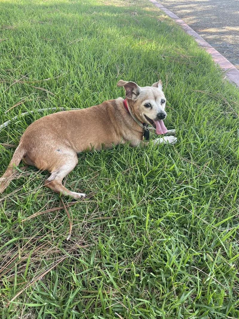 A senior small-sized male Golden Chihuahua dog named Snoop for adoption in Rolling HIlls Estates , CA