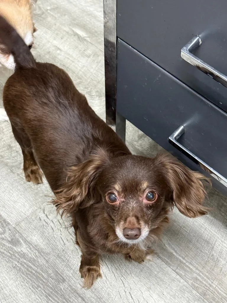 An adult small-sized female Chihuahua dog named Carly for adoption in Albion, NY