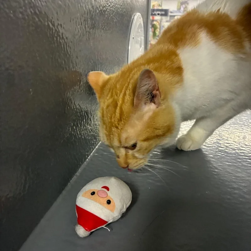 A young small-sized male Orange / Red Domestic Short Hair cat named Poptart for adoption in Shelbyville, IN