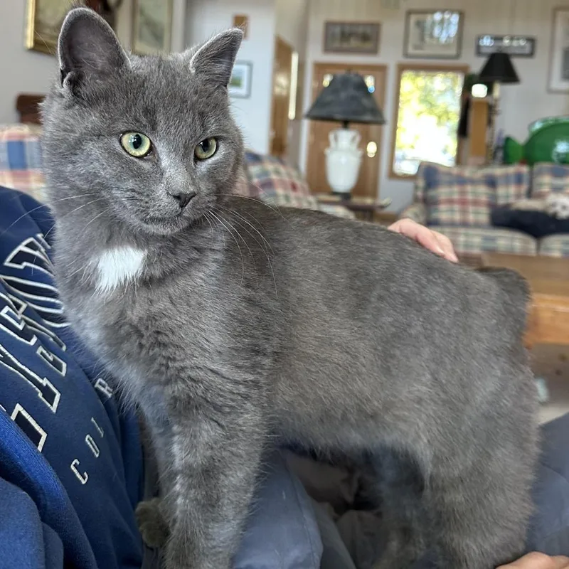 A baby medium-sized male Domestic Medium Hair cat named Elliott for adoption in Traverse City, MI