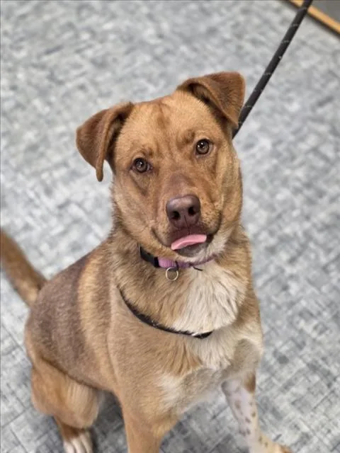 A young medium-sized female Australian Cattle Dog / Blue Heeler dog named Sonrisa for adoption in Loveland, CO