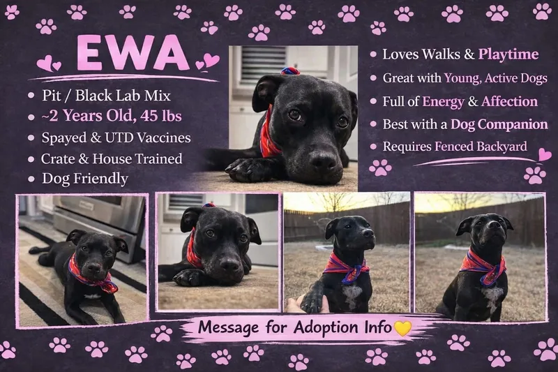 A young medium-sized female Pit Bull Terrier dog named Ewa for adoption in Blanco, TX