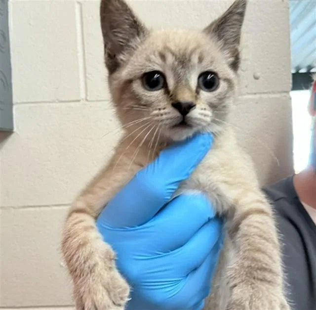 A baby small-sized female Siamese cat named A for adoption in San Bernardino, CA