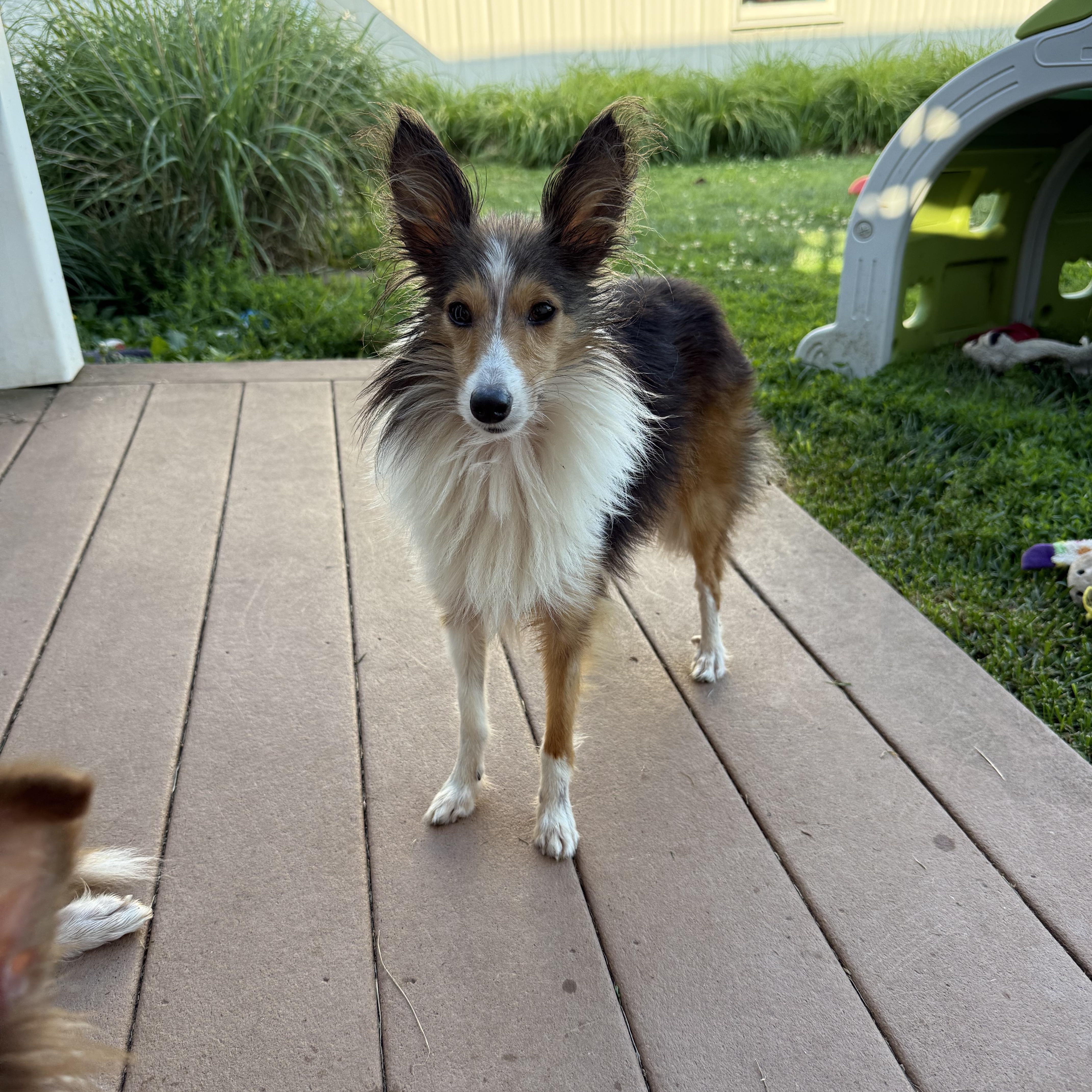An adult small-sized male Shetland Sheepdog / Sheltie dog named Maverick for adoption in Chalfont, PA