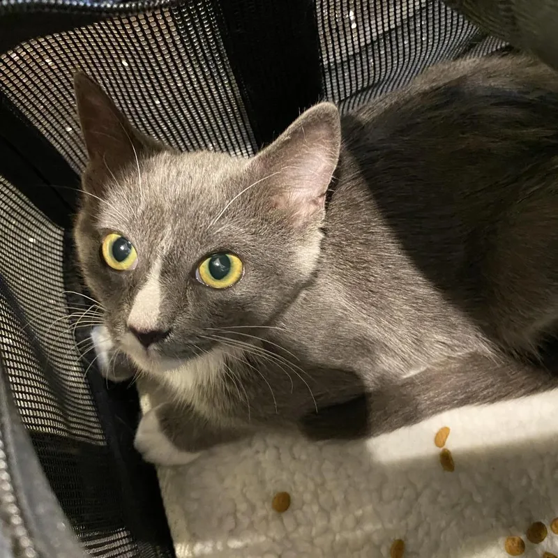 A baby small-sized female Gray / Blue / Silver Domestic Short Hair cat named Mittens for adoption in Lynchburg, VA