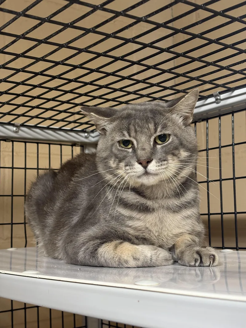 An adult medium-sized male Gray / Blue / Silver Domestic Short Hair cat named Grey for adoption in Monticello, GA