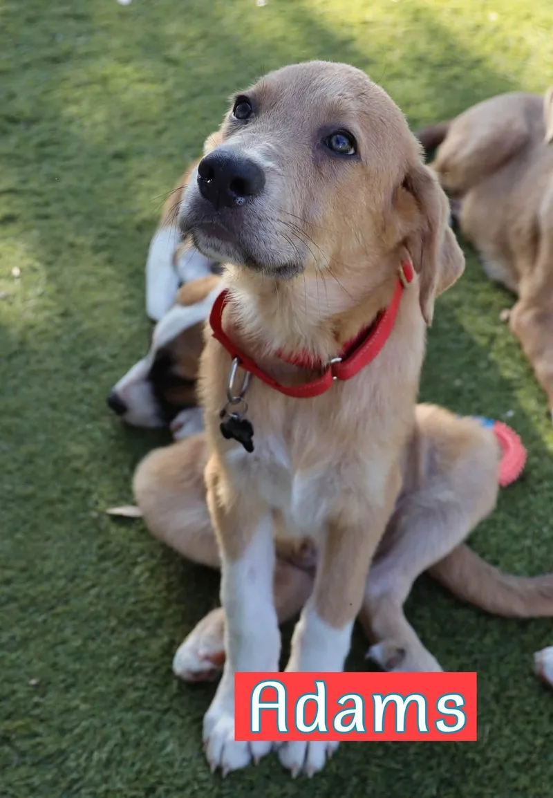 A baby large-sized male Hound dog named Adams for adoption in Keller, TX