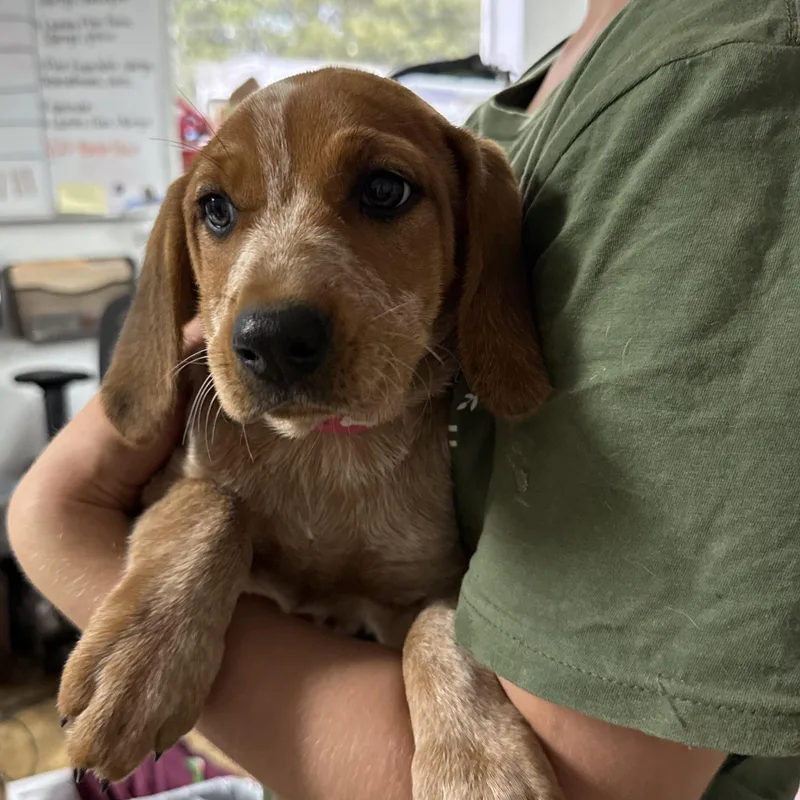 Beef Ribs thumbnail 2