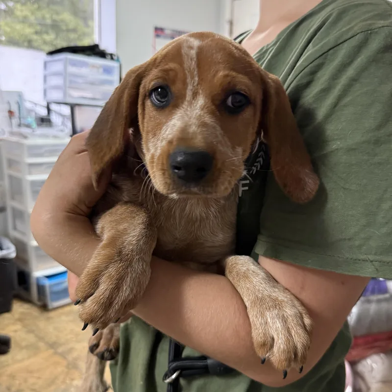 Beef Ribs thumbnail 3