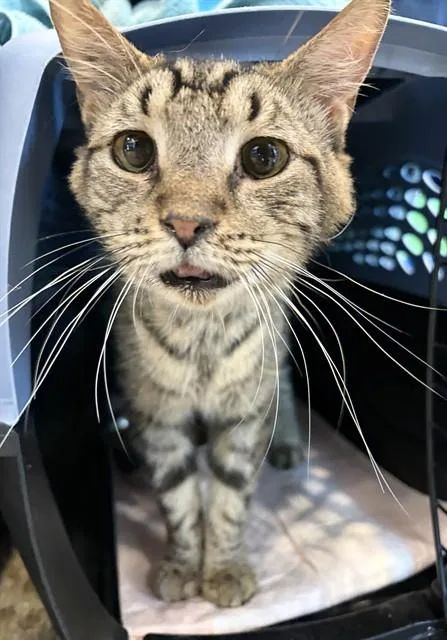 A young small-sized male Domestic Short Hair cat named Noggin Norris for adoption in Westminster, MD