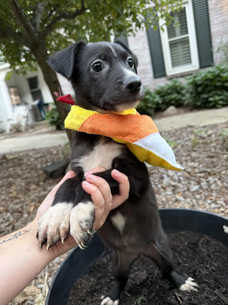 A baby medium-sized female Terrier dog named Saltine for adoption in fennville, MI