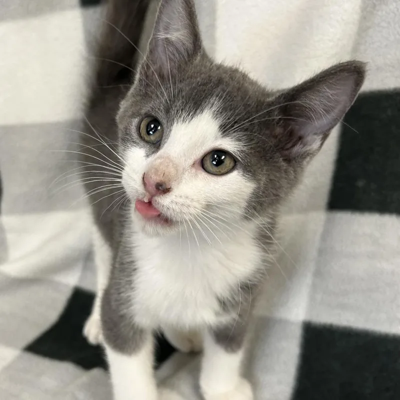 A baby small-sized male Gray / Blue / Silver Domestic Short Hair cat named Hadley for adoption in West Olive, MI