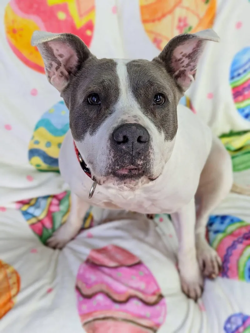 An adult large-sized female Mixed Breed dog named Sasha for adoption in Jamesville, NY