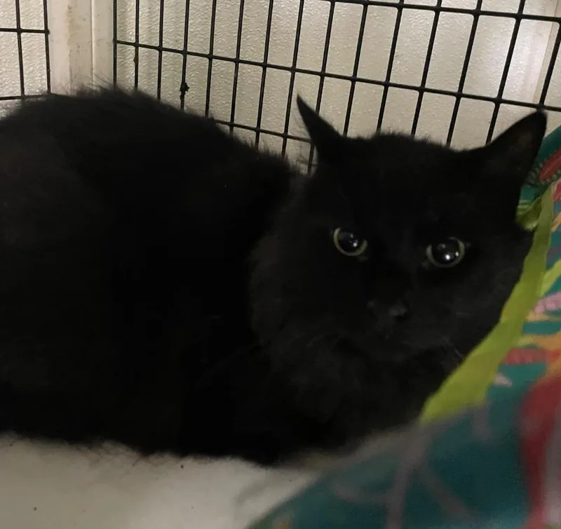 A senior large-sized male Domestic Long Hair cat named Tiberius for adoption in Fort Worth, TX