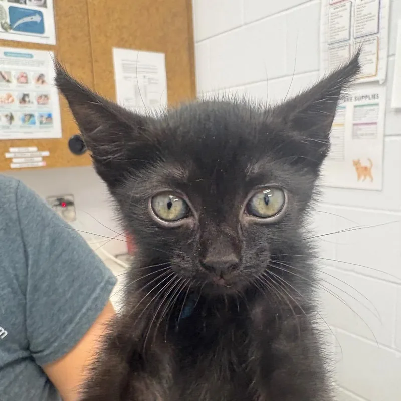 Venti