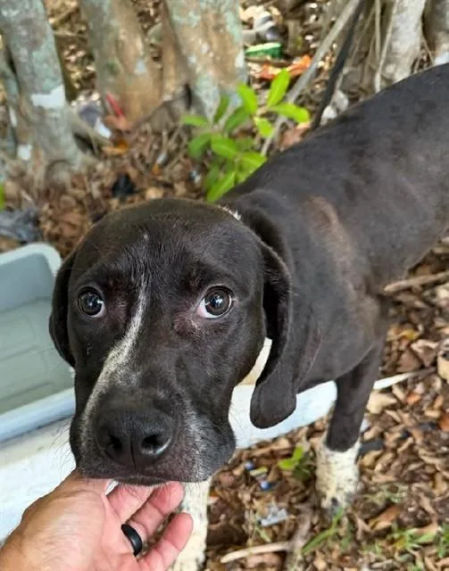 A young large-sized male Pointer dog named Mikey for adoption in Fort Lauderdale, FL