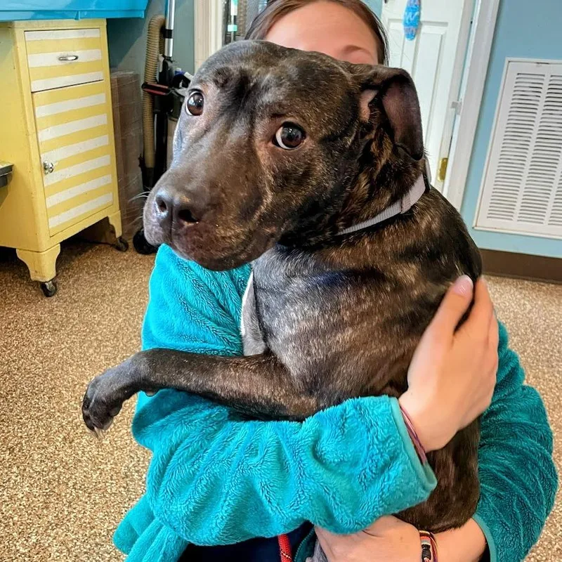 An adult medium-sized female Black Pit Bull Terrier dog named Artemis for adoption in Lyndhurst, VA