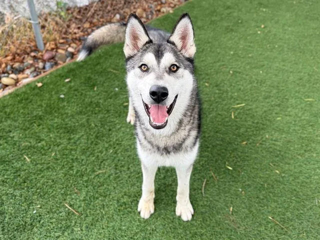A young large-sized male Siberian Husky dog named Benito for adoption in Antioch, CA