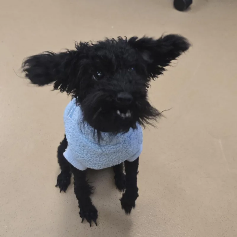 An adult small-sized male Black Poodle (Toy) dog named ScrappyDoo for adoption in Xenia , OH