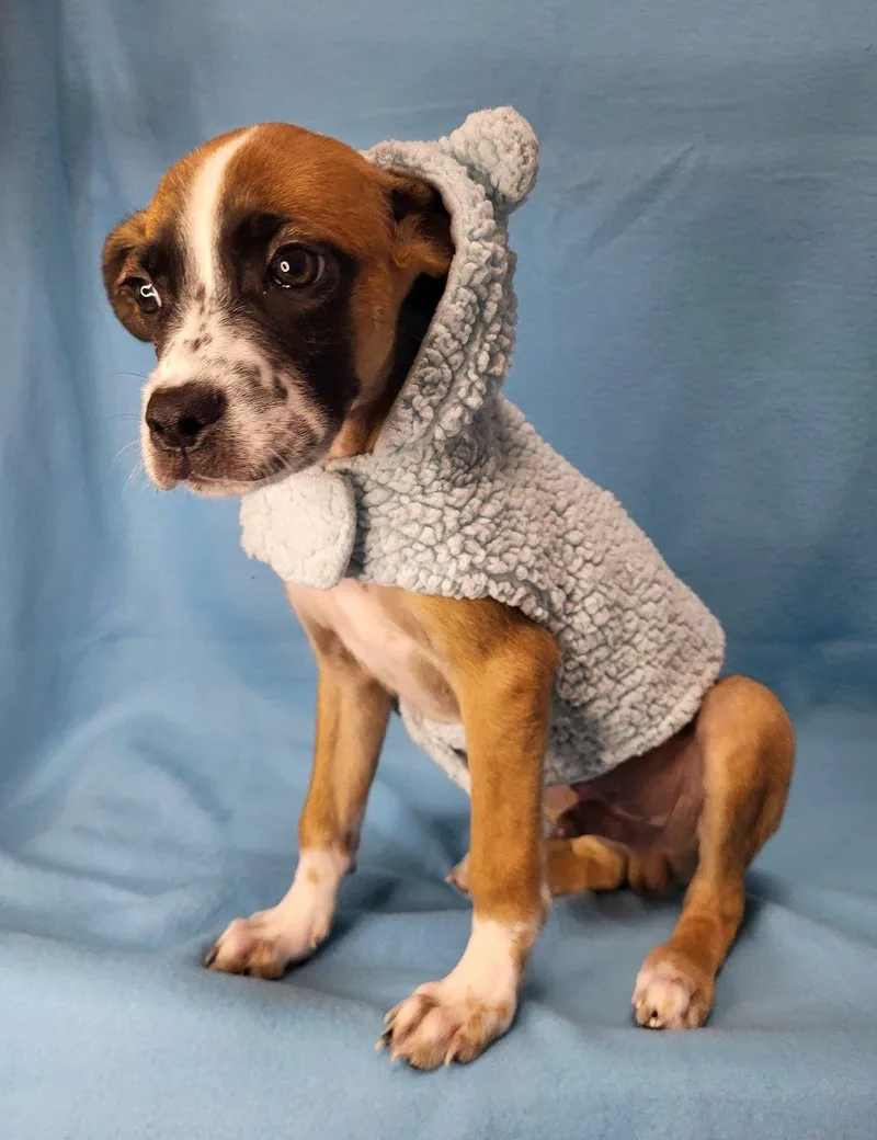 A baby small-sized male Yellow / Tan / Blond / Fawn Mixed Breed dog named Darby for adoption in Raleigh, NC