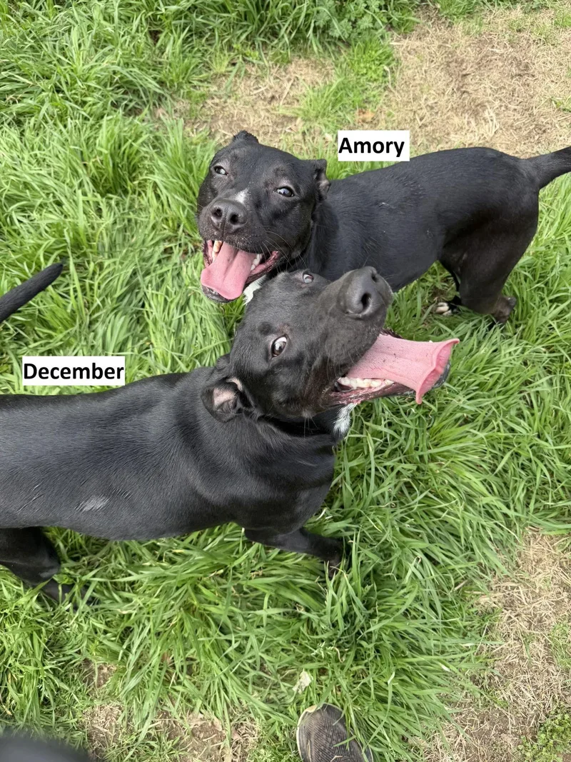 December thumbnail 3