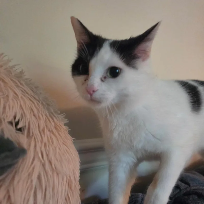 A young small-sized female Black Domestic Short Hair cat named Calypso for adoption in La Grange, KY