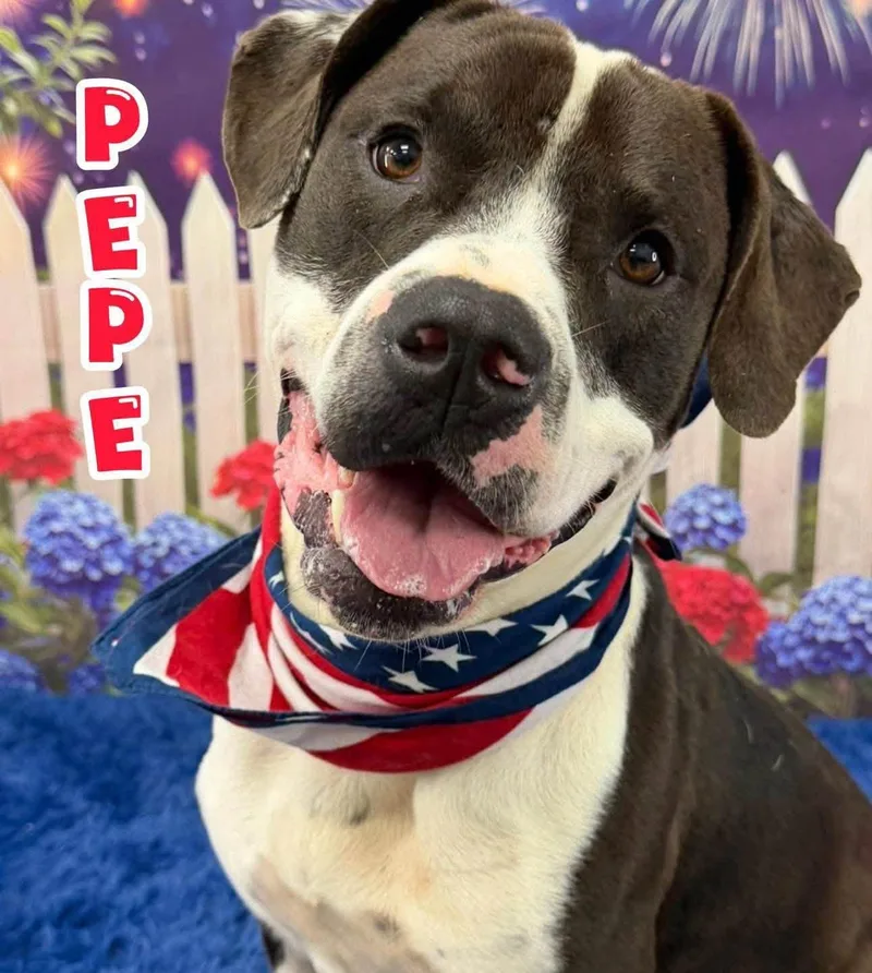 An adult medium-sized male Black Mixed Breed dog named Pepe for adoption in Flint, MI