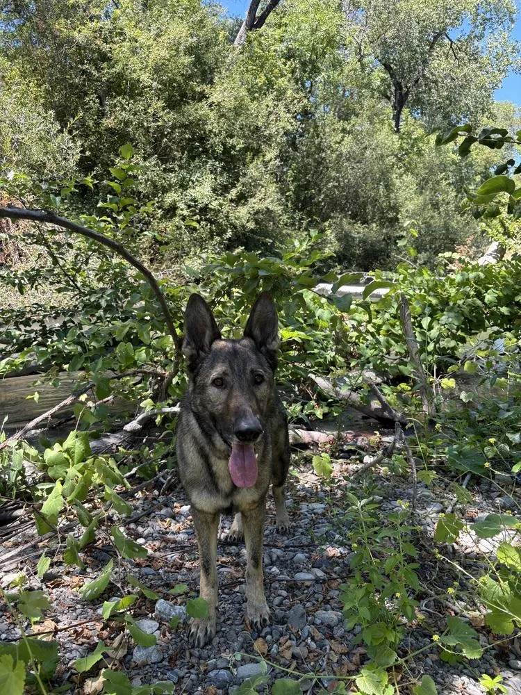 Finn