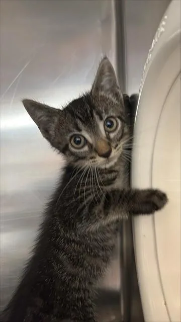 A baby small-sized male Domestic Short Hair cat named Mateo for adoption in Sugar Land, TX