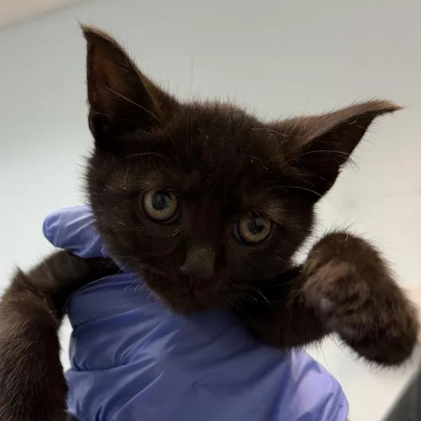 A baby small-sized male Domestic Short Hair cat named Elijah for adoption in San Diego, CA