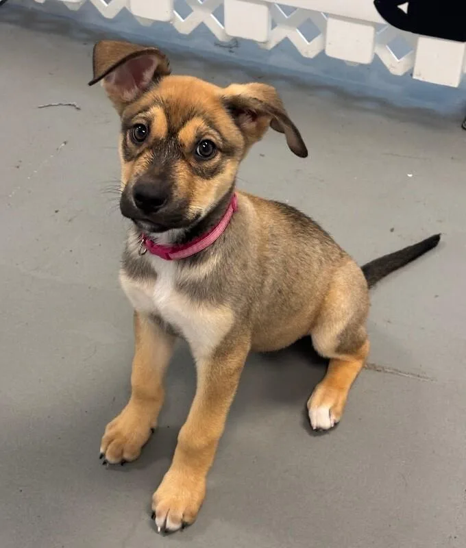 A baby large-sized female Brown / Chocolate German Shepherd Dog dog named Zebra for adoption in Van Nuys, CA