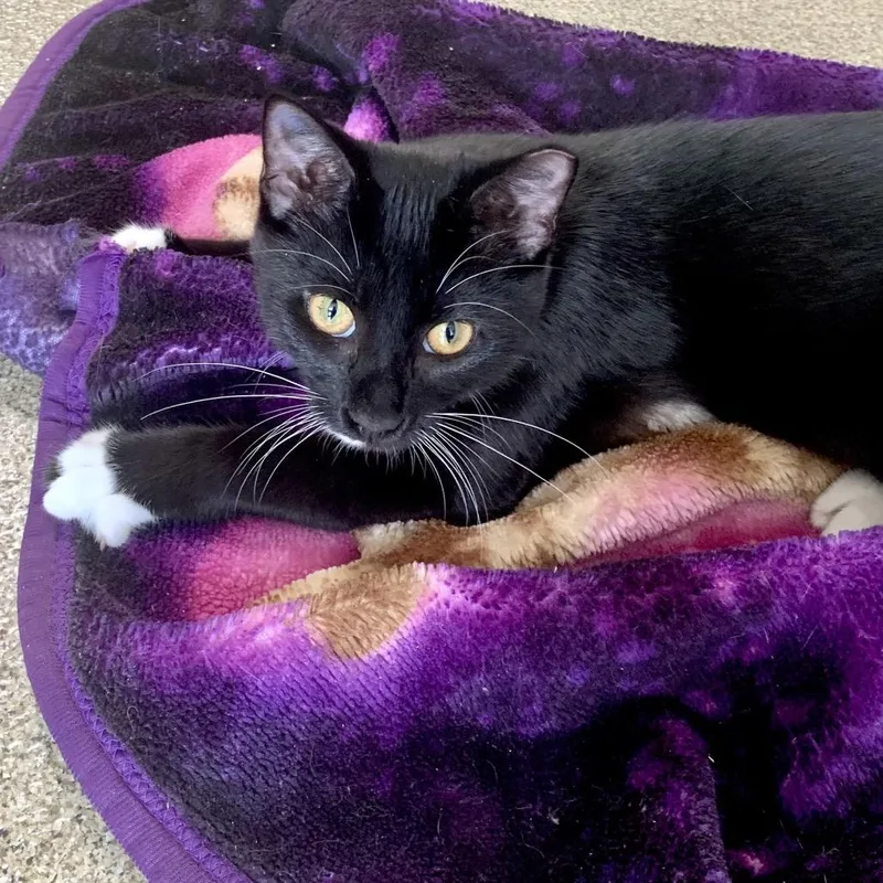 A baby medium-sized female Black Domestic Short Hair cat named Bijou for adoption in Chicago, IL