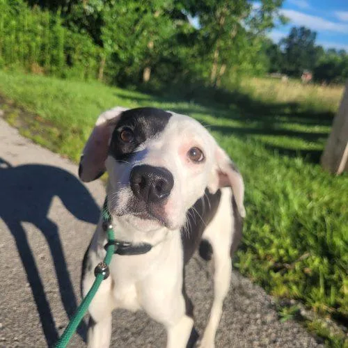 A baby small-sized female Yellow / Tan / Blond / Fawn Mixed Breed dog named Wren D for adoption in Frankfort, KY