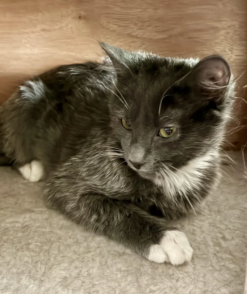 Gizmo thumbnail 5