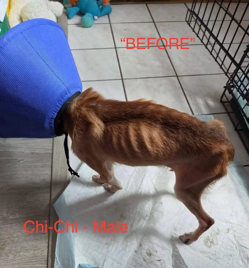 ChiChi