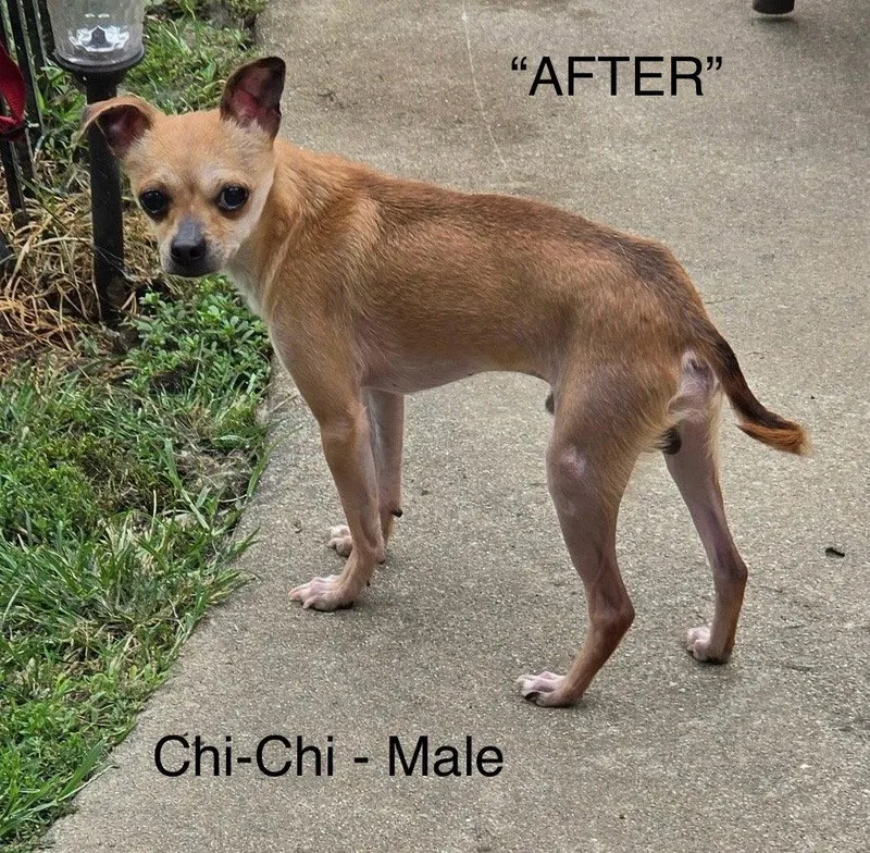 ChiChi thumbnail 2