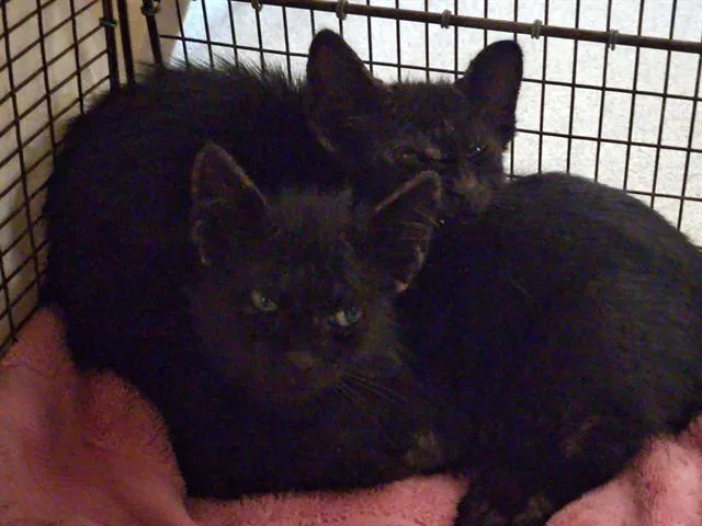 A baby small-sized male Domestic Short Hair cat named Black Moon for adoption in Tustin, CA