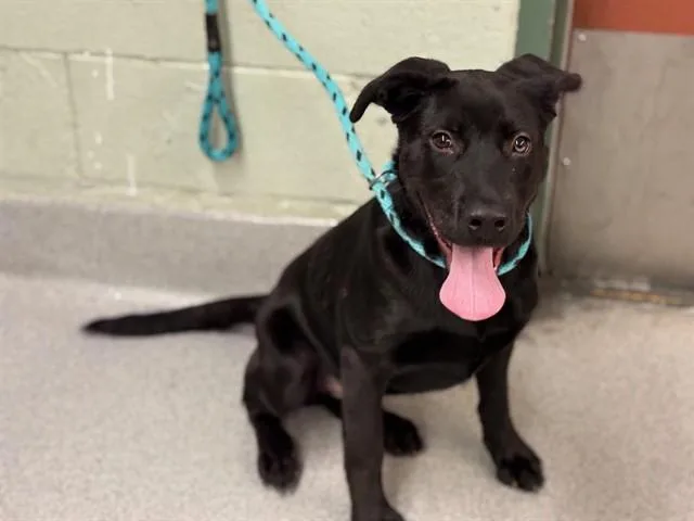 Kingston thumbnail 2