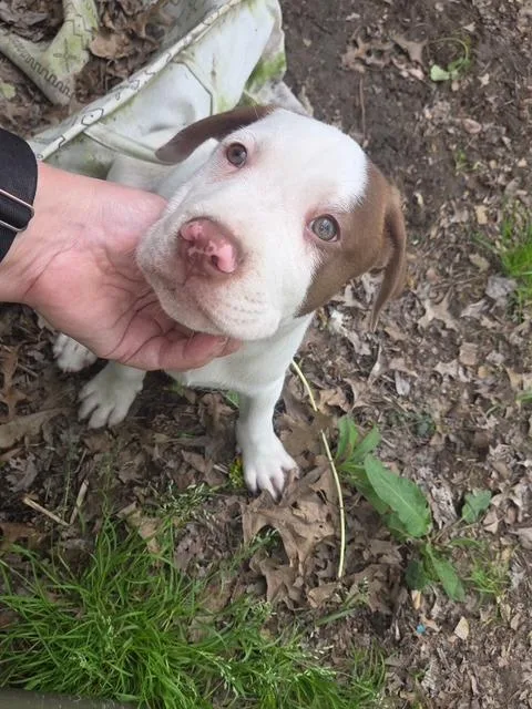 A baby large-sized male Mixed Breed dog named Licker for adoption in Princeton, IN