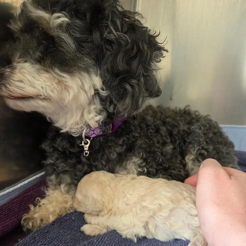 Dolly thumbnail 4