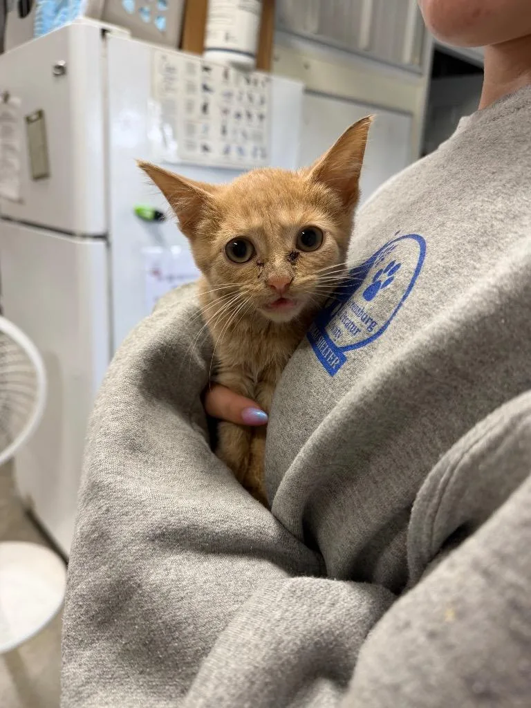 A baby medium-sized female Domestic Short Hair cat named Villa for adoption in Greensburg, IN