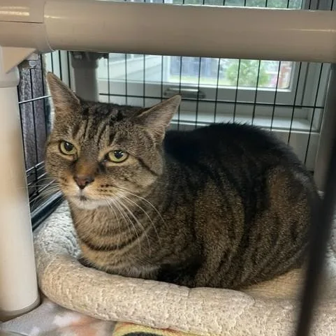 A senior medium-sized female Domestic Short Hair cat named Enya for adoption in Attleboro, MA