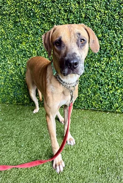 A young medium-sized male Hound dog named Miles for adoption in Naples, FL