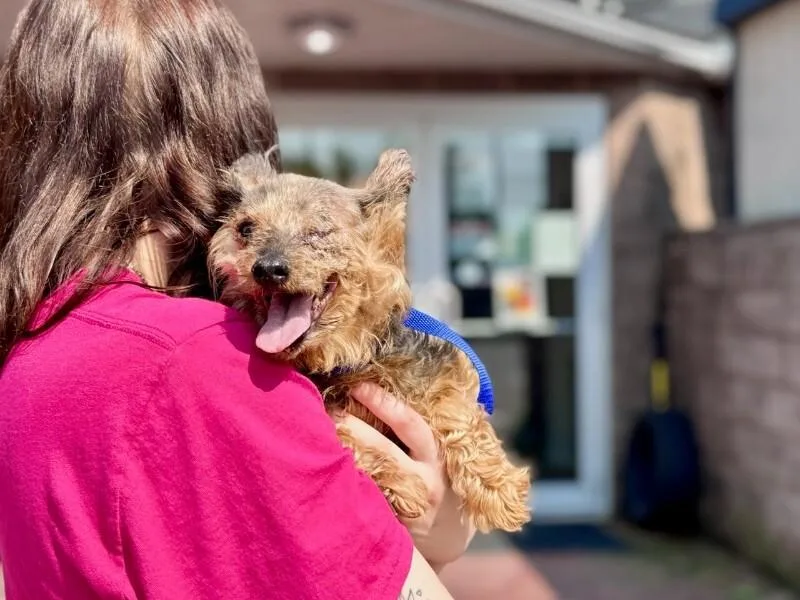 An adult medium-sized female Brown / Chocolate Yorkshire Terrier dog named Bella for adoption in Wooster, OH