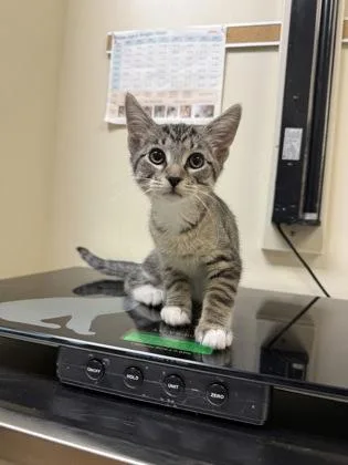 A baby small-sized female Domestic Short Hair cat named Szechuan for adoption in West Chester, PA
