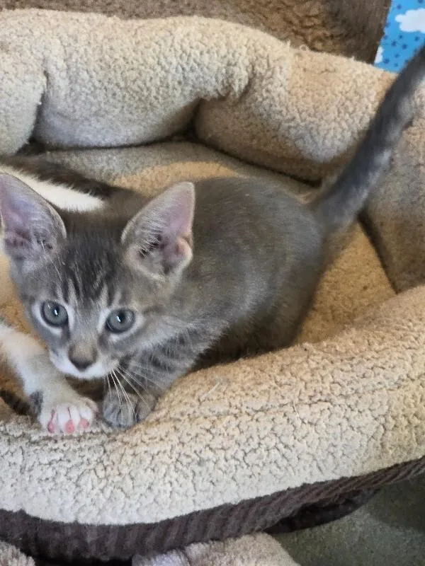 An adult medium-sized female Domestic Short Hair cat named Rascal for adoption in MOUNT AIRY, NC