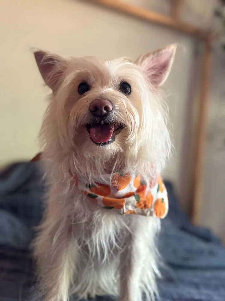 A young small-sized female West Highland White Terrier / Westie dog named Beanie for adoption in Tucson, AZ